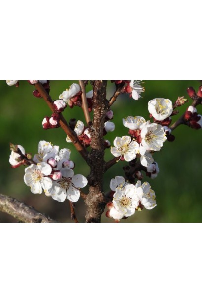 Абрикос Magic Cot  цвітіння